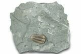 Flexicalymene Trilobite Fossil - Indiana #289060-3